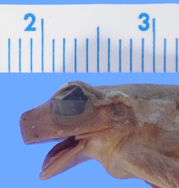 Media type: image; Herpetology A-19729